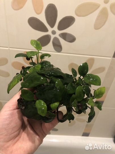 Эхинодорус