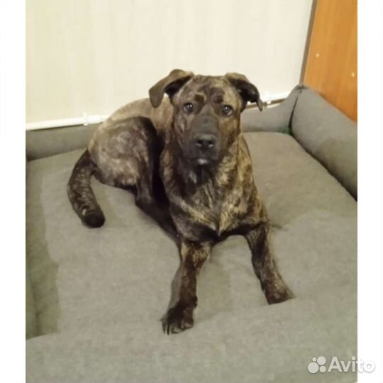 Собака метис Кане корсо