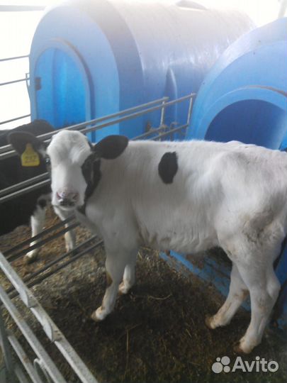 Продаются телята - бычки