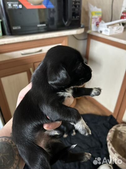 Щенки спаниеля