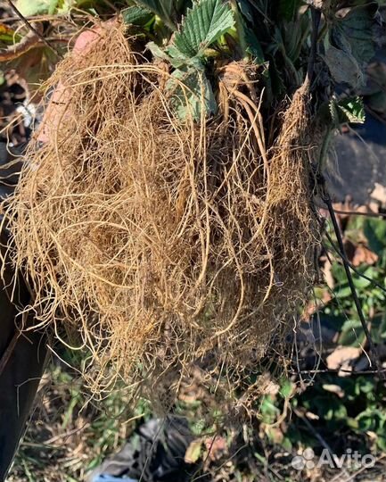 Рассада.Саженцы клубники Альба, Нелли, Азия, Клери