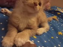 Котенок мейн-кун особенная девочка 2 месяца в дар