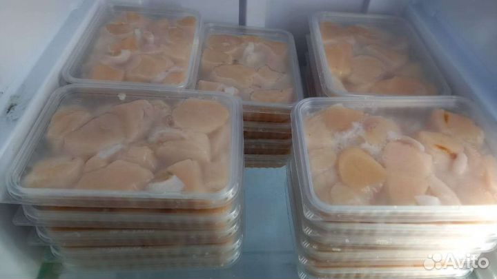 Гребешок приморский