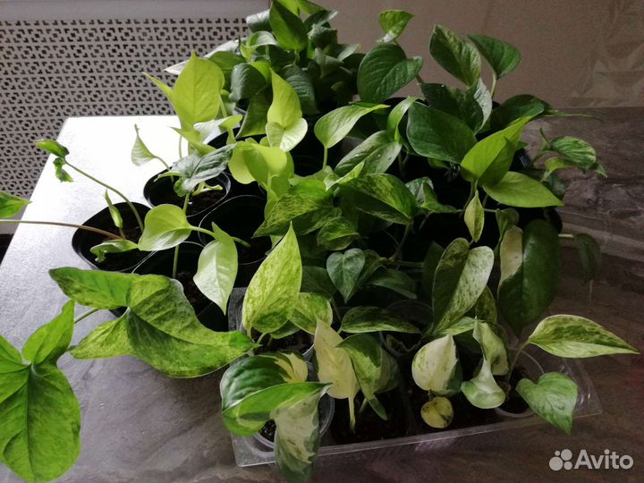 Сциндапсусы микс для фитомодулей