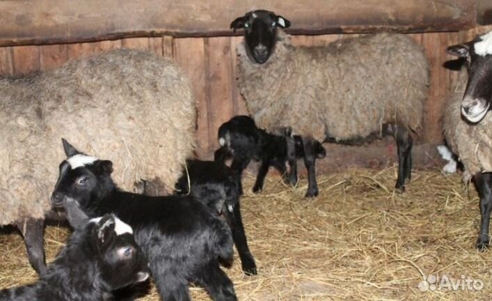 Овцы бараны ягнята романовские