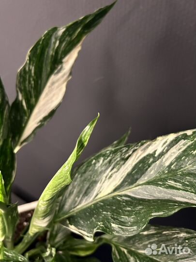 Спатифиллум даймонд