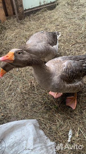 Гуси большая серая