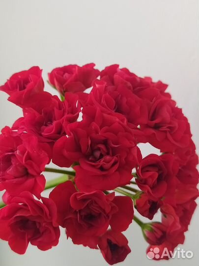 Пеларгония розебудная