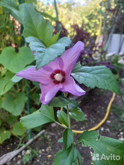 Куст Гебискуса