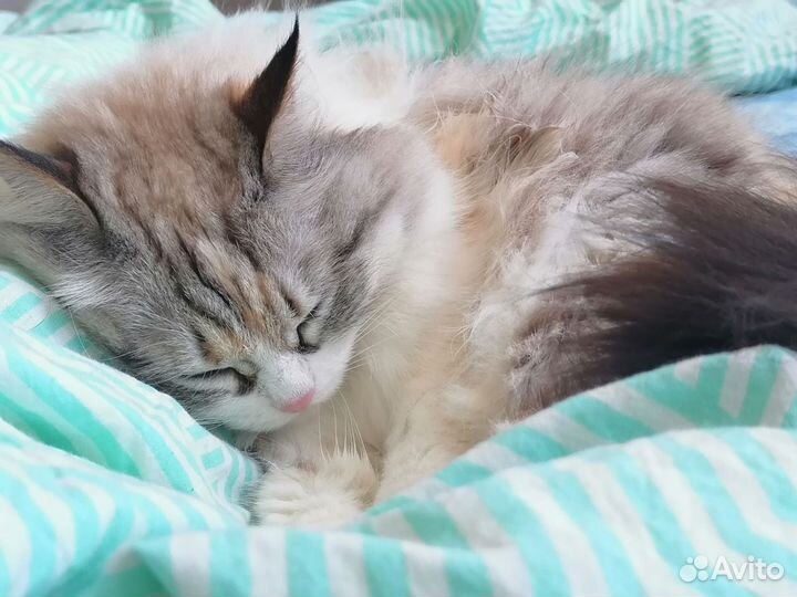 Кошка в дар