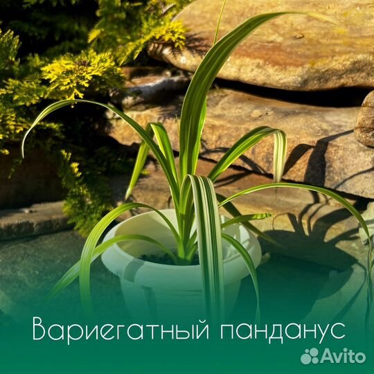 Панданус вариегатный