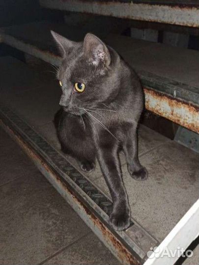 Дымчатый котик ищет дом