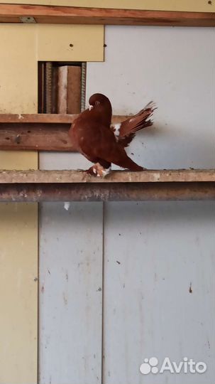 Голуби статные