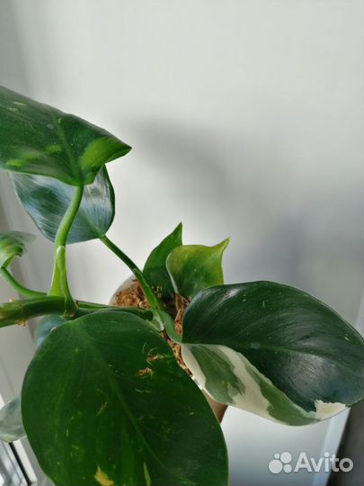 Филодендрон white wizard, белый волшебник