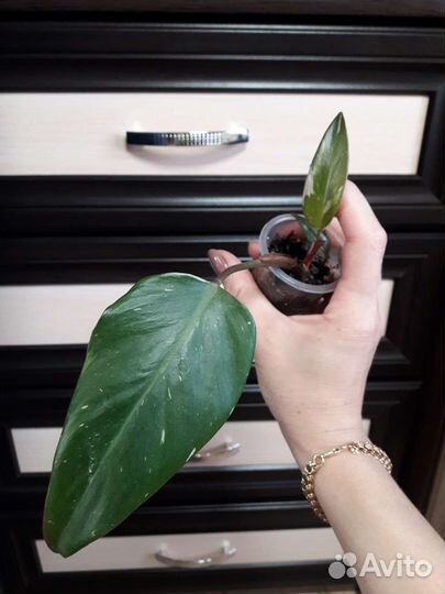 Филодендроны