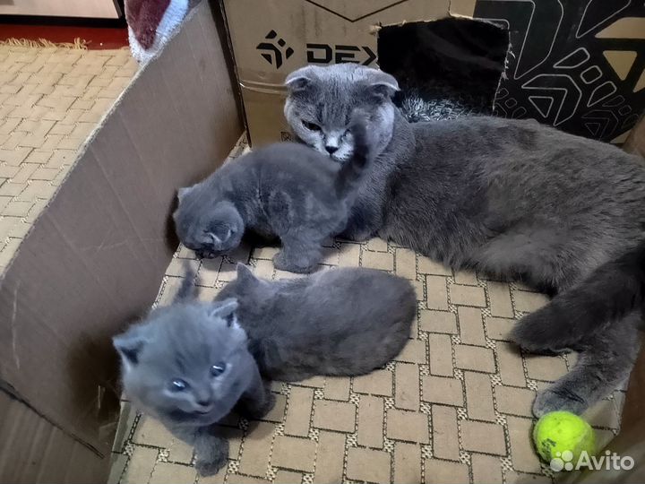 Британские котята