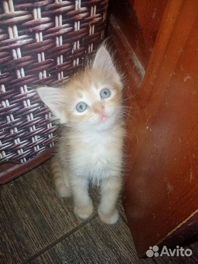 Кошки и коты бесплатно