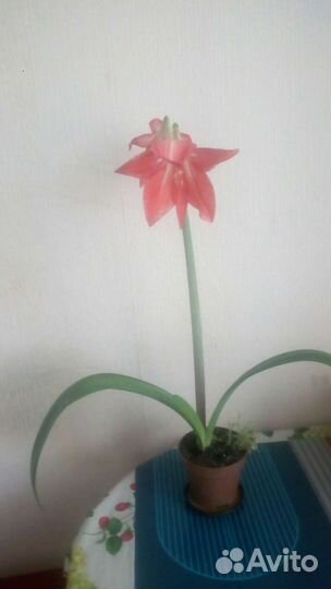 Гиппиаструм