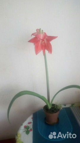 Гиппиаструм