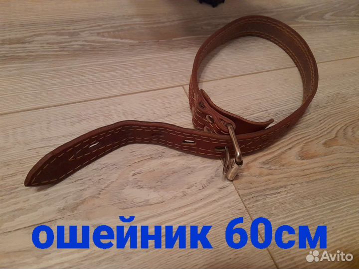 Ошейник для собак