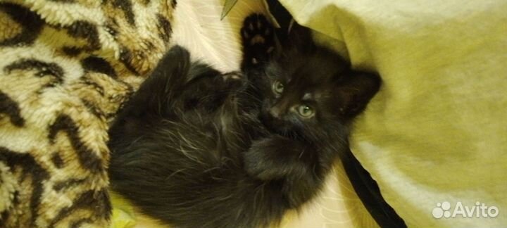 Котенок в дар