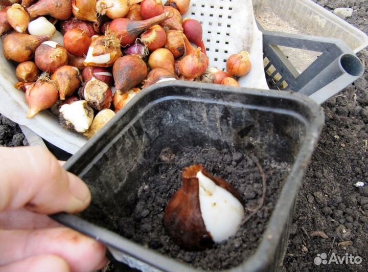 Луковицы тюльпанов