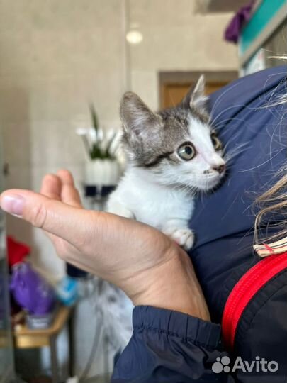 Спасите котенка из приюта