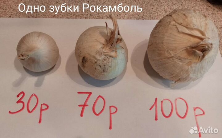 Рокамболь однозубка