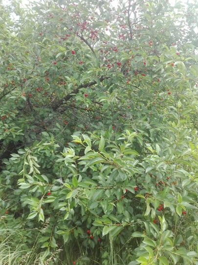 Дача 40 м² на участке 6 сот.