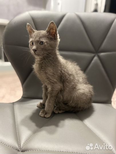 Милый котик