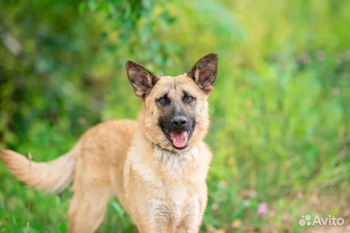 Собака в добрые руки