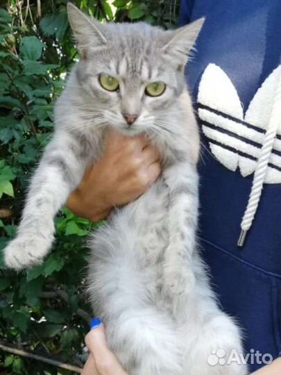 Кошечка в добрые руки