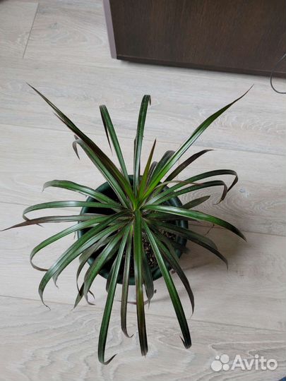 Цветы Драцена ананас фикус