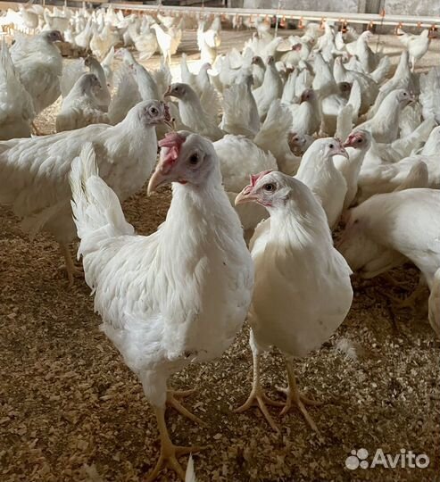 Куры молодки несушки