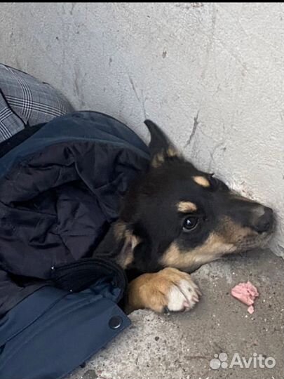 Собака в добрые руки