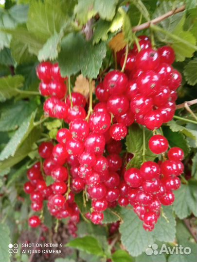 Саженцы смородины, крыжовника