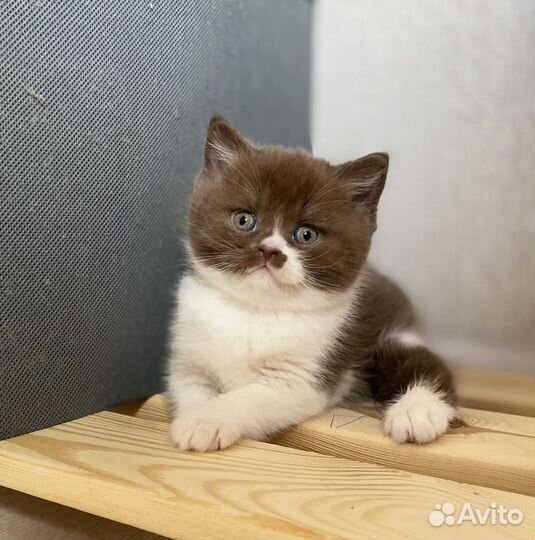 Британские породистые котята