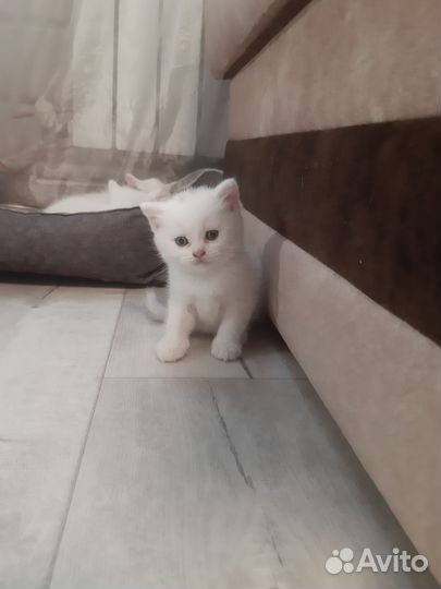 Британская