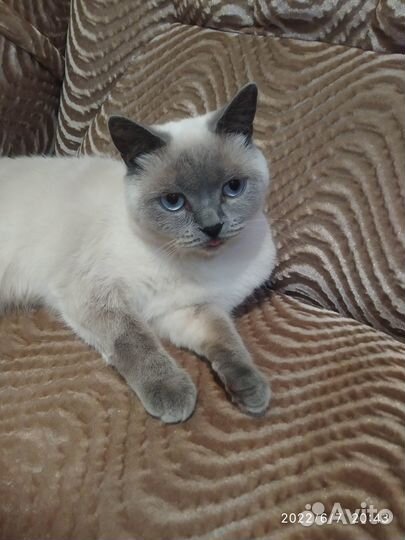 Отдам в добрые руки кошечку