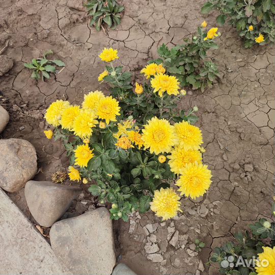 Хризантема - дубки низкорослые