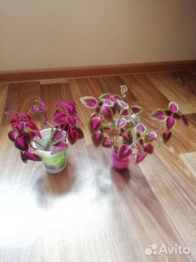 Колеус, укорененные отростки