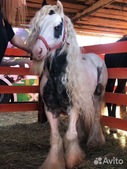 Лошадь тинкер