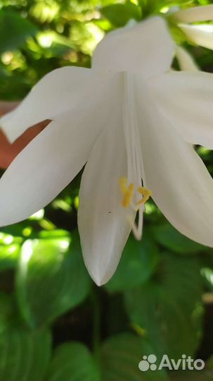 Многолетники