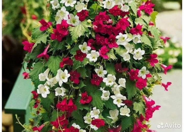 Лофос, вьющаяся глоксиния