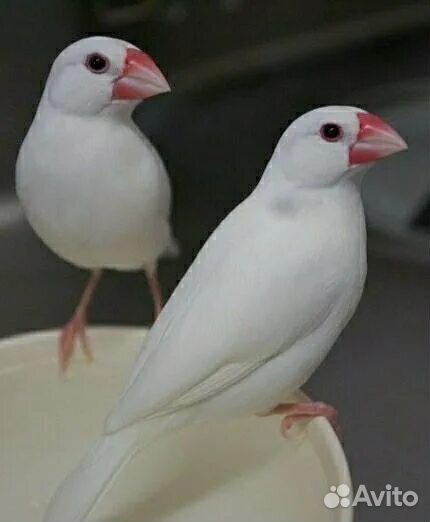 Рисовая амадина