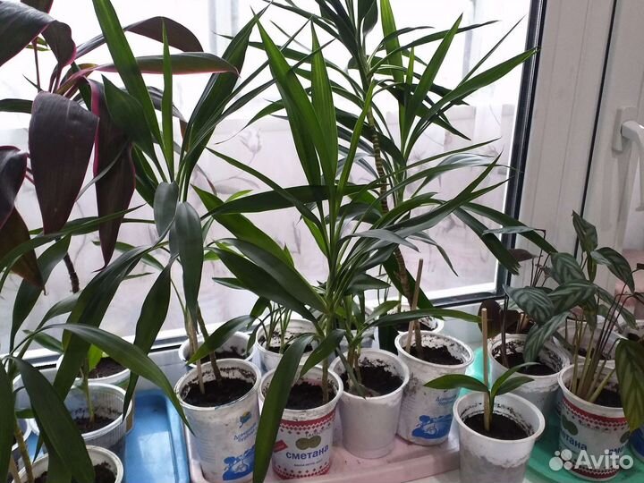 Пальма Кардилина и другие