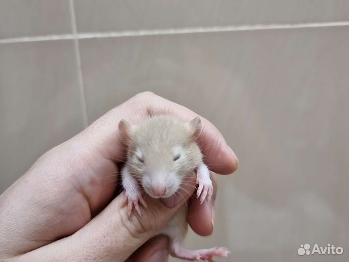 Крысята крысы дамбо хаски
