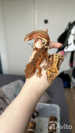 Реснитчатый бананоед