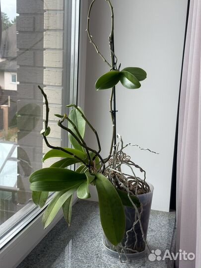 Орхидея фаленопсис белая