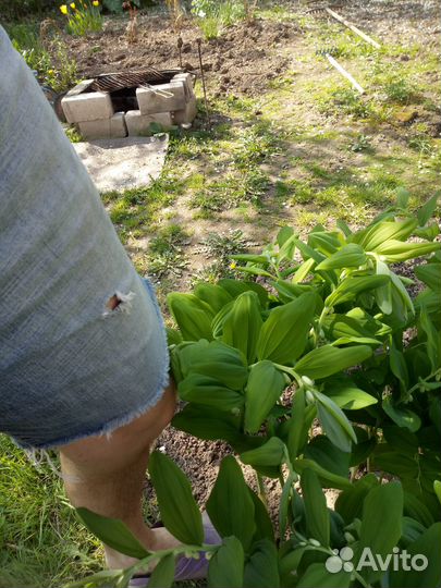 Купена(60см)